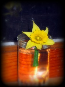 springs-first-daffodil